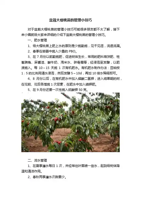 盆栽大樱桃苗的管理小技巧