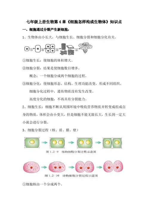 七年级上册生物第4章《细胞怎样构成生物体》知识点