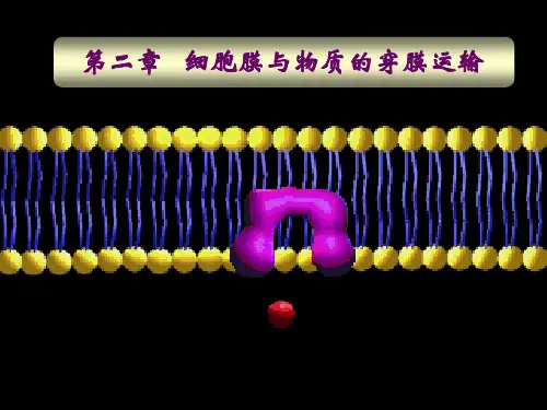 医学细胞生物学 第二章   细胞膜与物质的穿膜运输 公开课课件