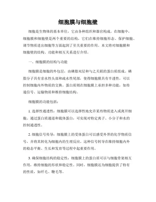细胞膜与细胞壁