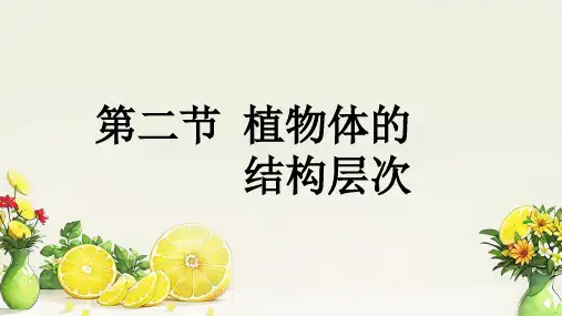 植物体的结构层次ppt课件