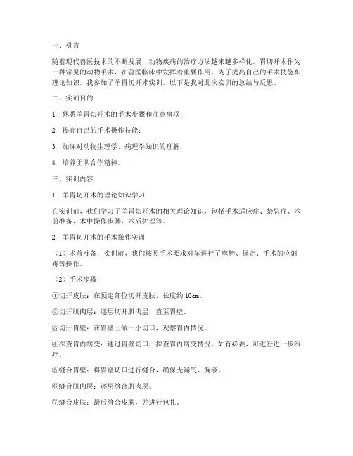 羊胃切开术实训报告