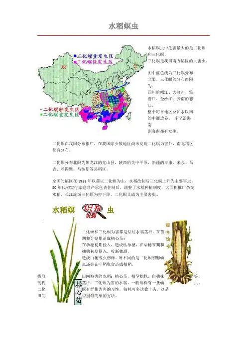 水稻螟虫