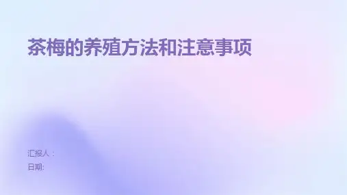 茶梅的养殖方法和注意事项