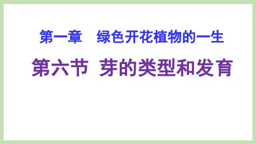 第三节安全用药课件-济南版生物七年级下册