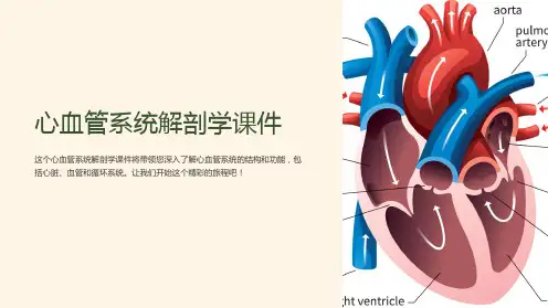 心血管系统解剖学课件