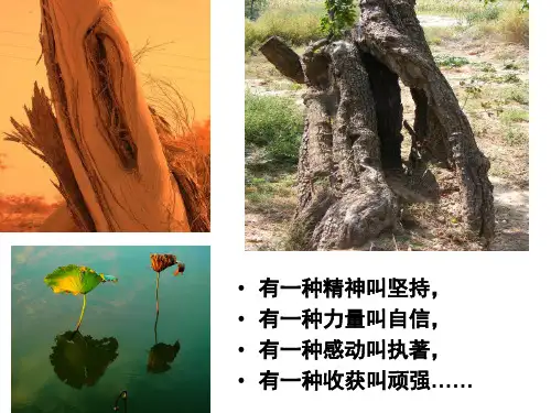 知其不可而为之