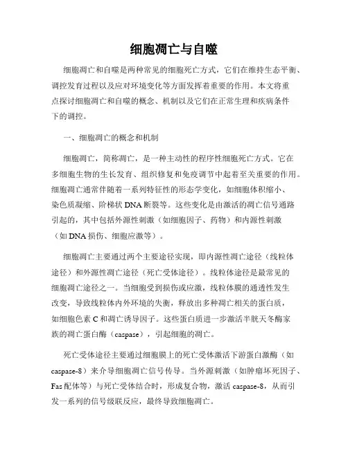 细胞凋亡与自噬
