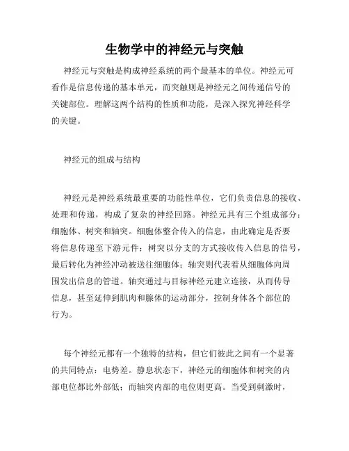 生物学中的神经元与突触