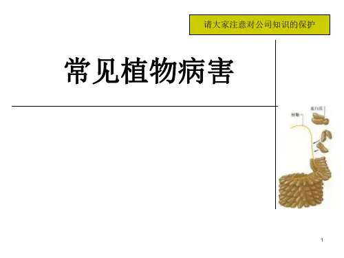 常见植物病害PPT幻灯片课件