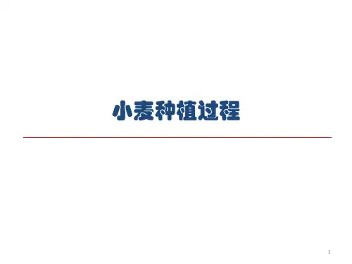 小麦种植过程ppt课件