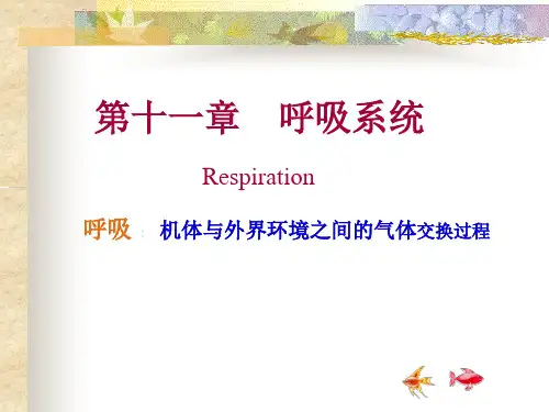 人体解剖生理学：第十一章 呼吸系统