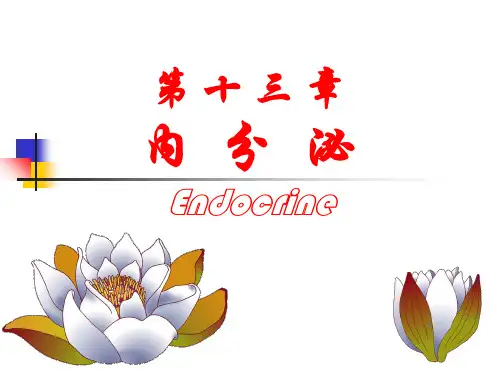 经典：内分泌系统的结构与功能