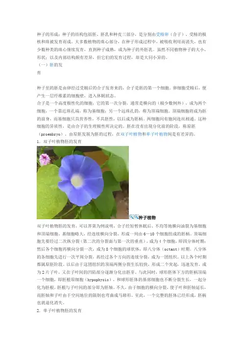 胚和胚乳的发育