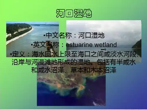 湿地概论之河口湿地