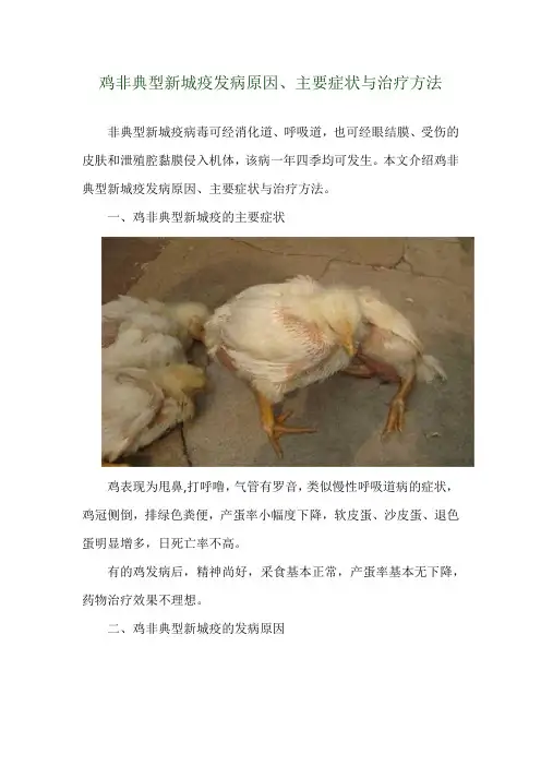 鸡非典型新城疫发病原因、主要症状与治疗方法