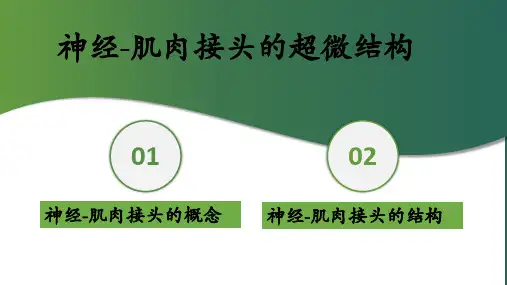 细胞的基本功能—骨骼肌的收缩功能(正常人体机能课件)