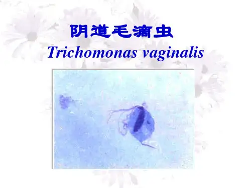 yd毛滴虫、隐孢子虫