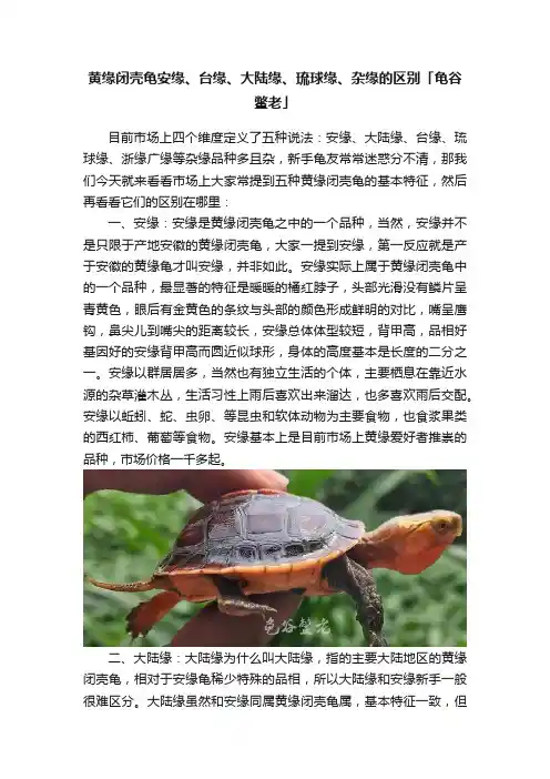 黄缘闭壳龟安缘、台缘、大陆缘、琉球缘、杂缘的区别「龟谷鳖老」
