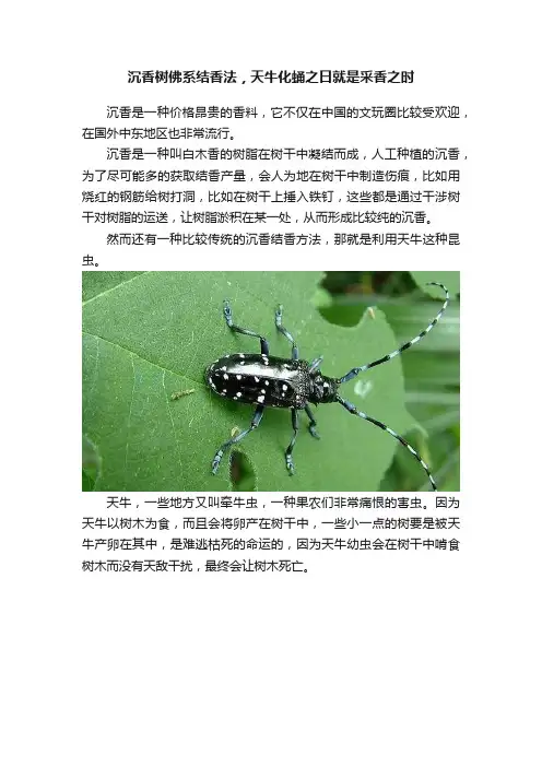 沉香树佛系结香法，天牛化蛹之日就是采香之时