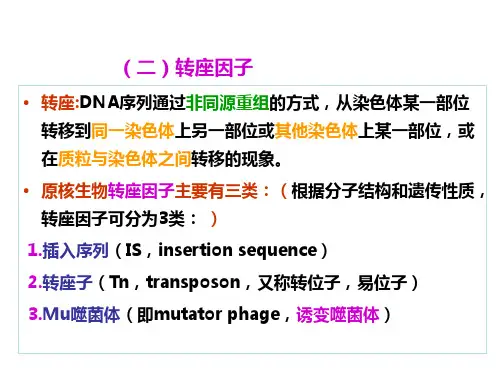 转座因子概述
