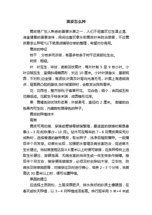 黄皮怎么种