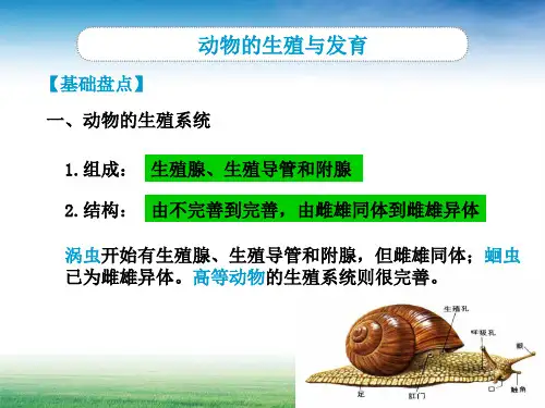 复习课 动物和人的生殖与发育