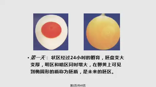 种蛋胚胎发育图谱