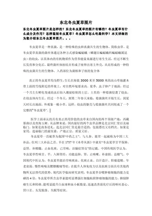 东北冬虫夏草图片