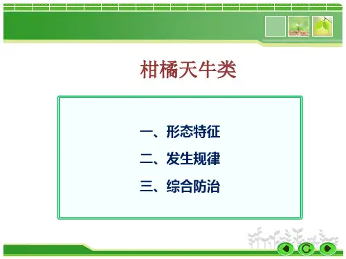 柑橘天牛类防治