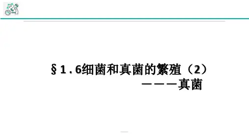 浙教版科学七年级下册全书新课课件---1.6细菌和真菌的繁殖第2课时(课件28张PPT)