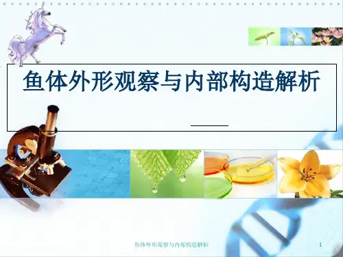 鱼体外形观察与内部构造解析PPT课件