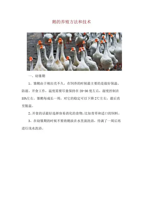 鹅的养殖方法和技术