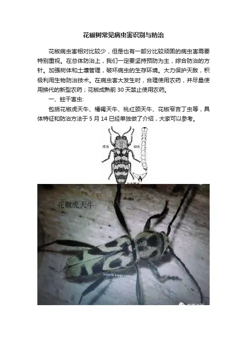 花椒树常见病虫害识别与防治