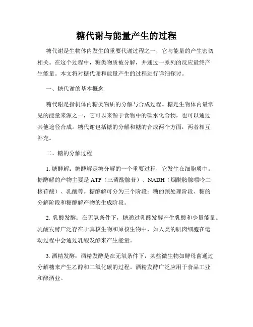 糖代谢与能量产生的过程