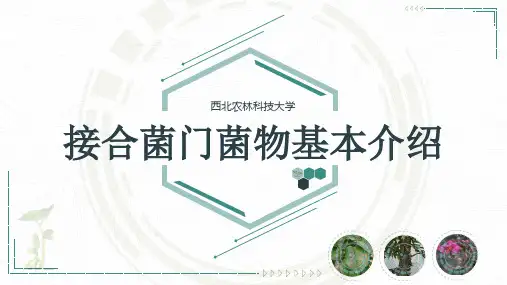 普通植物病理学_ 植物病原菌物(上)_25 接合菌门菌物及其重要病原物_