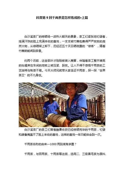 科普第9回千两茶是怎样炼成的·上篇