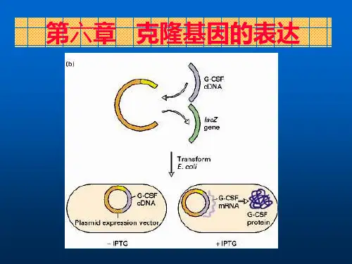 第六章克隆基因的表达ppt课件