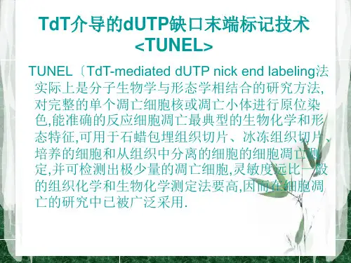 TUNEL法检测细胞凋亡实验原理和方法tunel完成