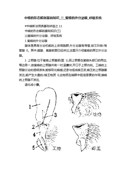 中蜂的形态解剖基础知识_三_蜜蜂的外分泌腺_呼吸系统