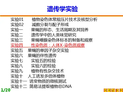 性染色质：人体X-染色质观察