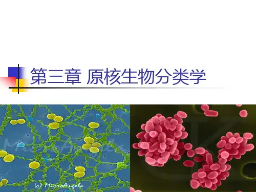 第3章原核生物分类学