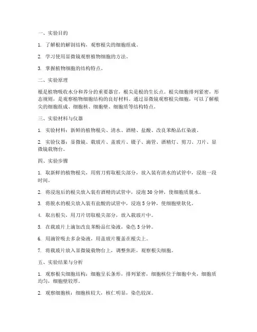 根的显微实验报告