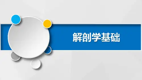 运动系统PPT课件