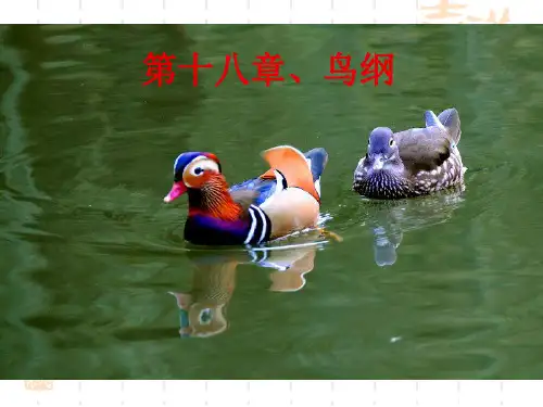 第十八章鸟纲