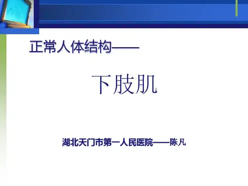 运动下肢的主要肌群