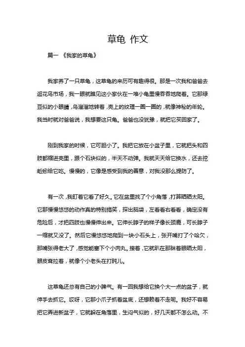 草龟 作文