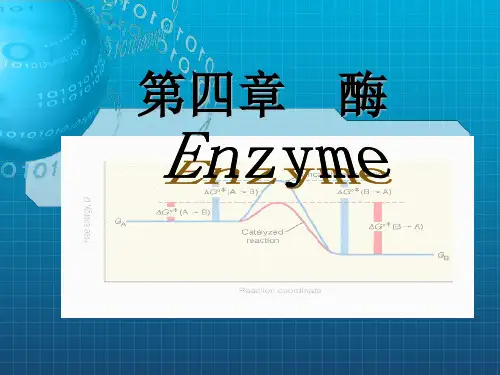 《生物化学第四章酶》PPT课件