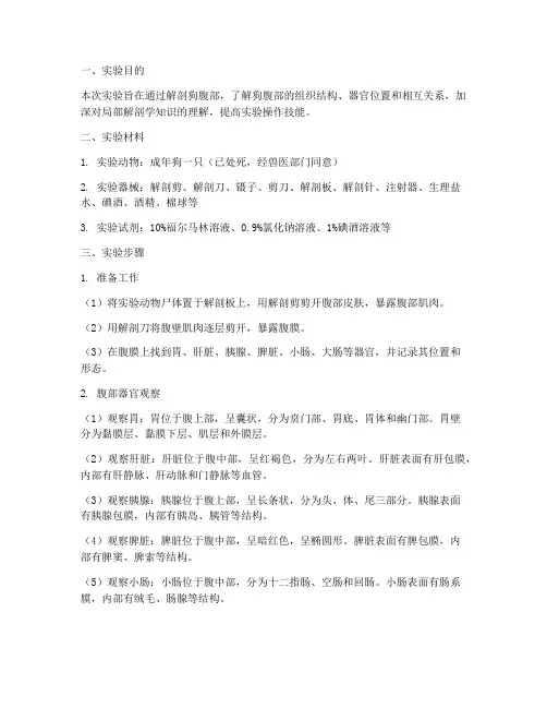 狗腹部解剖实验报告