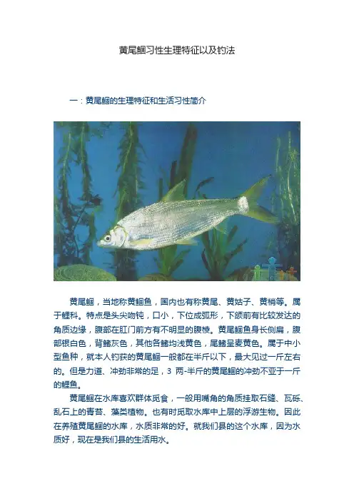 黄尾鲴习性生理特征以及钓法